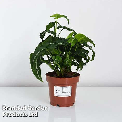 Syngonium Wendlandii - Image 2