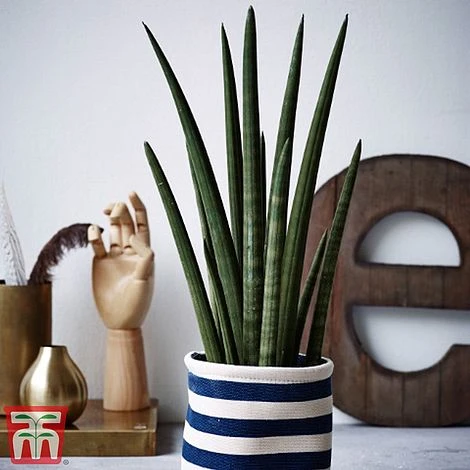 Sansevieria 'Fernwood' - Image 3