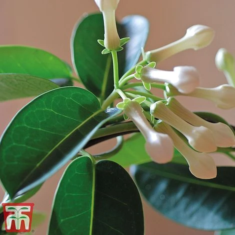 Stephanotis Floribunda On A Hoop - Image 5