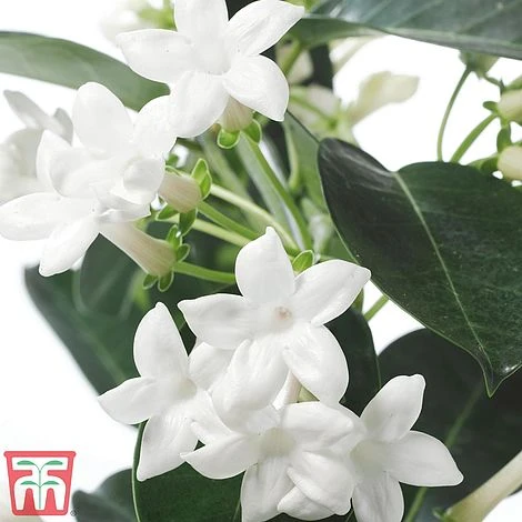 Stephanotis Floribunda On A Hoop - Image 4