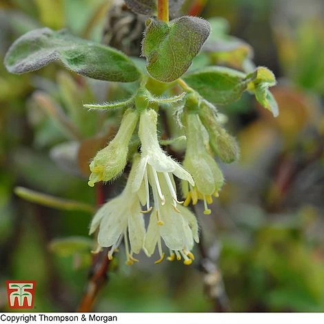 Lonicera Kamtschatica 'Myberry Bee'
