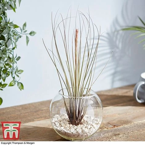 Air Plant Variety Collection - Image 6