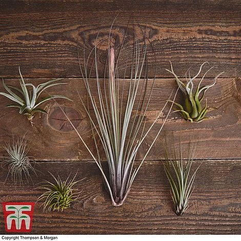 Air Plant Variety Collection - Image 7