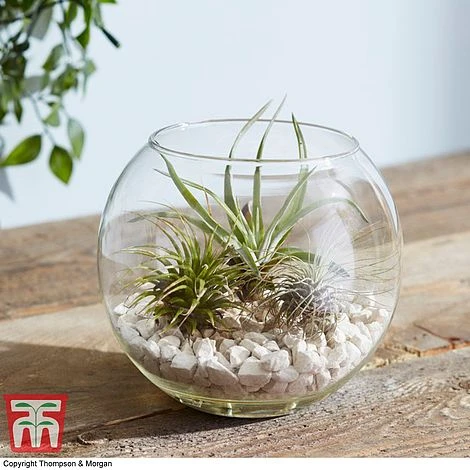 Air Plant Variety Collection - Image 9
