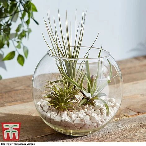 Air Plant Variety Collection - Image 10