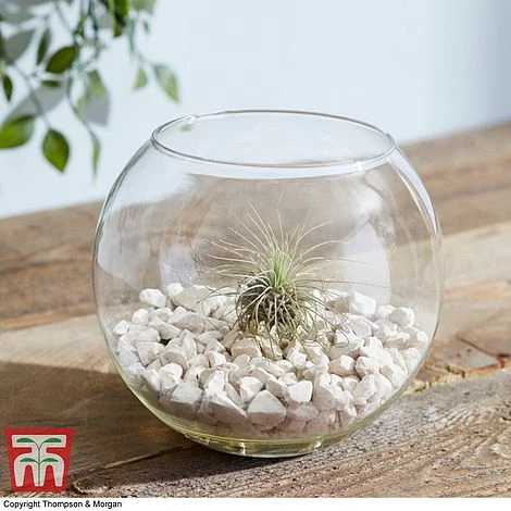 Air Plant Variety Collection - Image 11