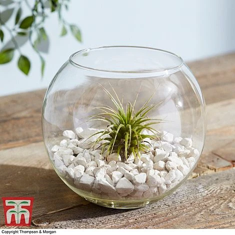 Air Plant Variety Collection - Image 12