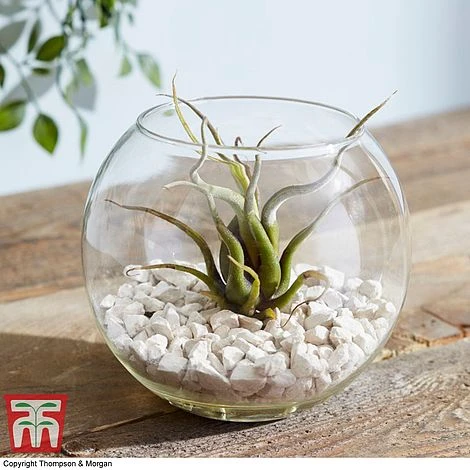 Air Plant Variety Collection - Image 13