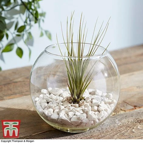 Air Plant Variety Collection - Image 14