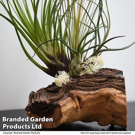 Air Plant On Bog Wood - Image 5