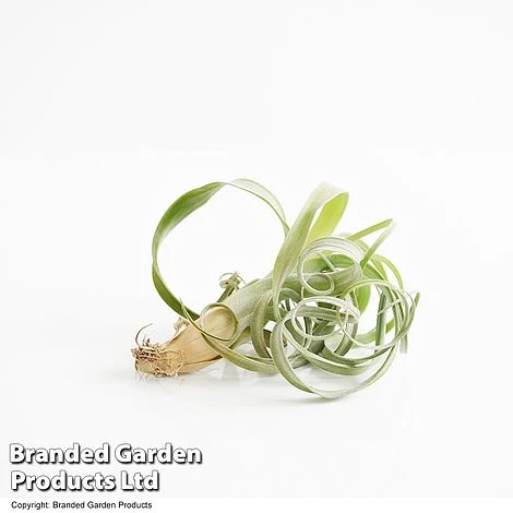 Air Plant (Tillandsia) 'Curly Slim' - Image 5