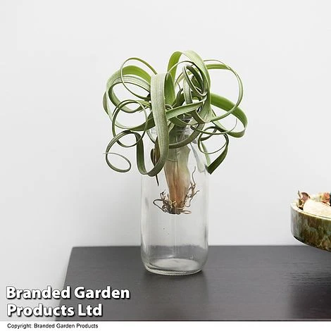 Air Plant (Tillandsia) 'Curly Slim' - Image 2