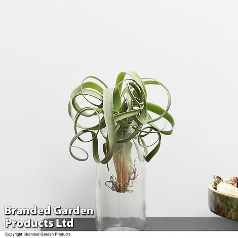 Air Plant (Tillandsia) 'Curly Slim' - Image 3
