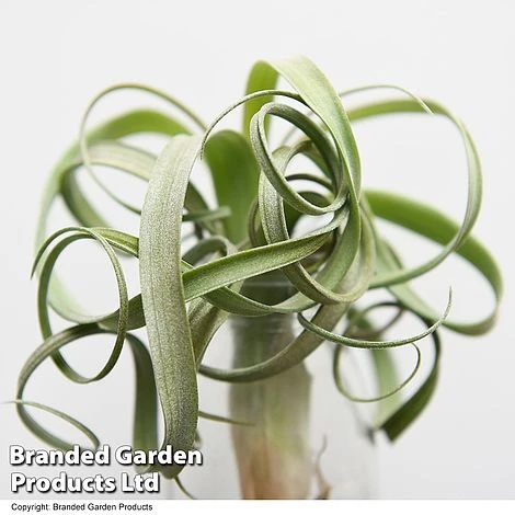 Air Plant (Tillandsia) 'Curly Slim'