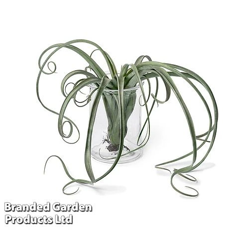 Air Plant (Tillandsia) 'Curly Slim' - Image 4