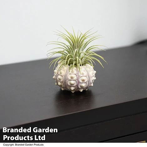 Air Plant (Tillandsia) In Sputnik Sea Urchin - Image 2