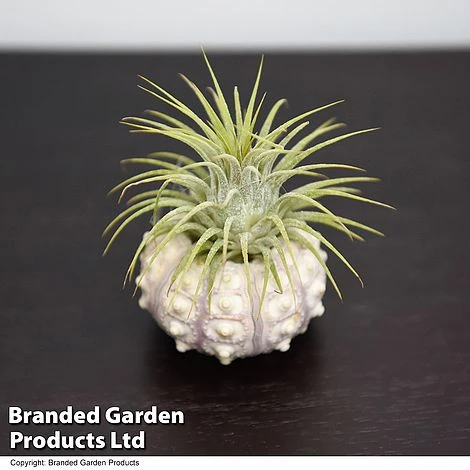 Air Plant (Tillandsia) In Sputnik Sea Urchin