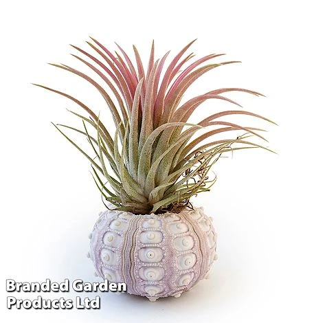 Air Plant (Tillandsia) In Sputnik Sea Urchin - Image 3