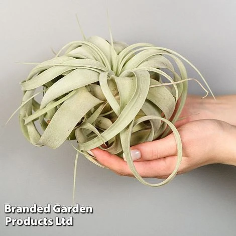 Air Plant (Tillandsia) Xerographica
