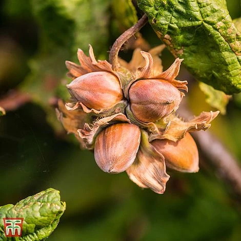 Corylus Avellana 'Twister' - Image 3