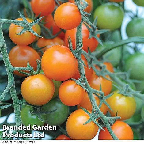 Tomato Value Collection - Image 2