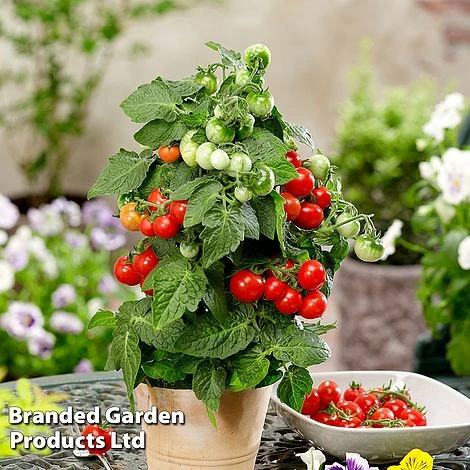 Vegetable Windowsill Collection - Image 6