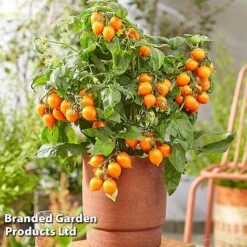 Tomato 'Dora Orange'