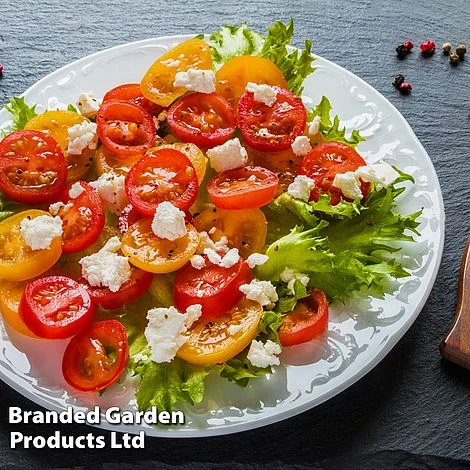 Tomato 'Dora Orange' - Image 4