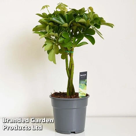 Umbrella Plant With Braided Stem - Image 3