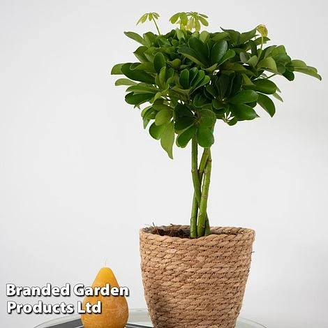 Umbrella Plant With Braided Stem - Image 2