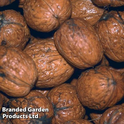 Walnut (Juglans) 'Buccaneer'