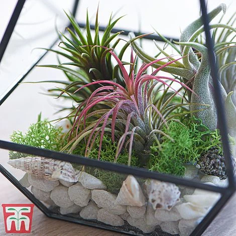 Air Plant Variety Collection - Image 2