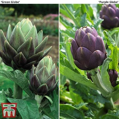 Globe Artichoke Duo