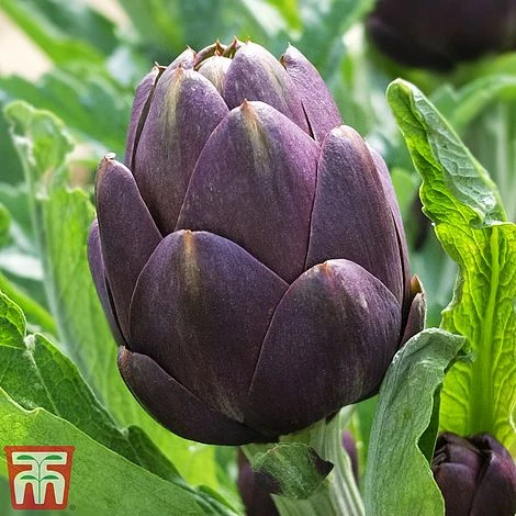 Globe Artichoke Duo - Image 3
