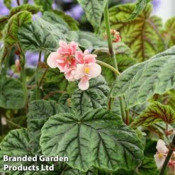 Begonia Metallica