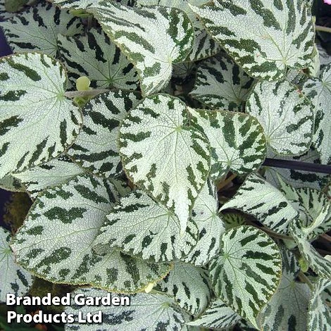Begonia 'Silver Jewel'