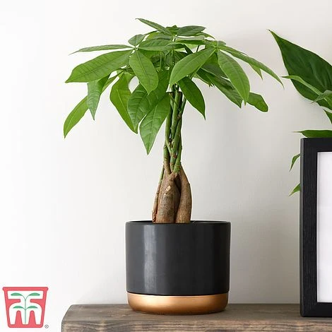 Pachira Aquatica Tree With Braided Stem