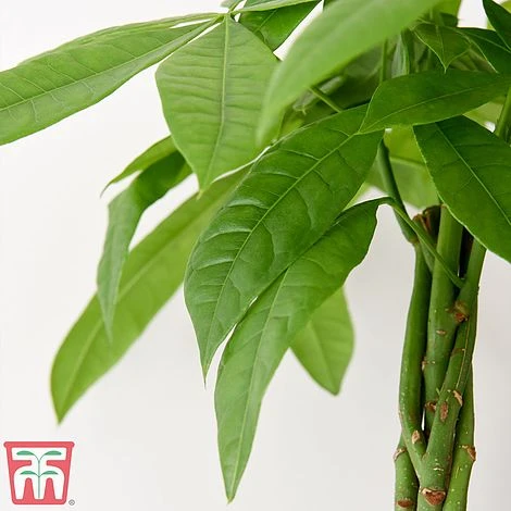 Pachira Aquatica Tree With Braided Stem - Image 2