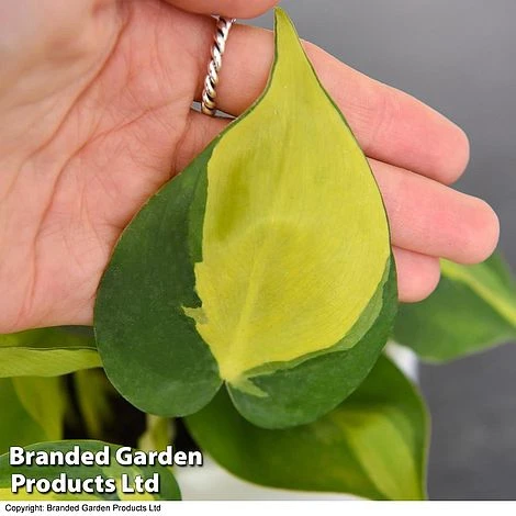 Philodendron Scandens Brasil - Image 3