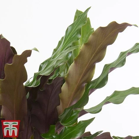 Calathea Rufibarba - Image 3