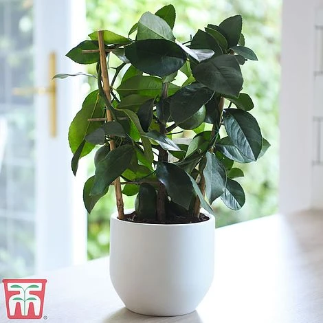 Calamondin Orange - Citrus - Image 2