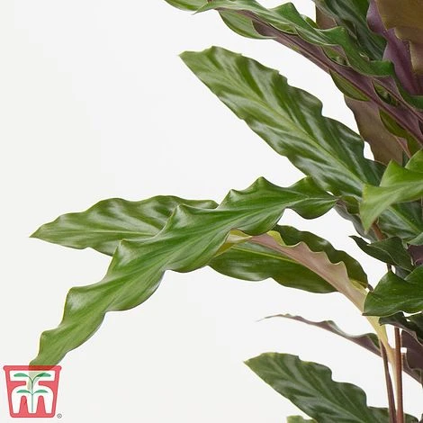Calathea Rufibarba - Image 2
