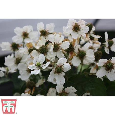 Blackberry 'Coolaris Late' - Image 2