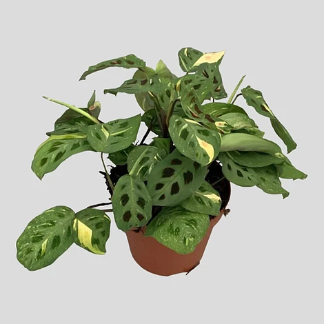 Variegated Maranta Leuconeura Kerchoveana