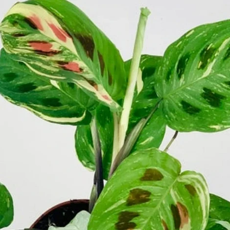 Variegated Maranta Leuconeura Kerchoveana - Image 2