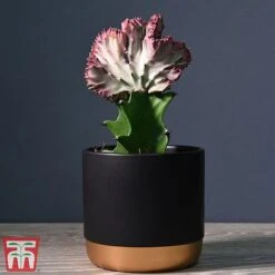 Euphorbia Lactea 'Cristata'