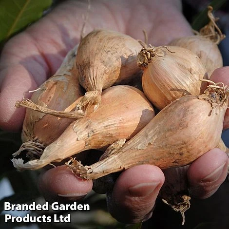 Shallot (Autumn) Twin Pack - Image 2