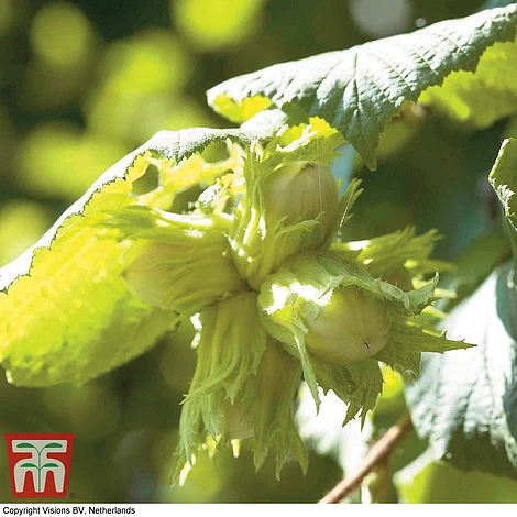 Truffle Tree - Hazel Kentish Cob - Image 2