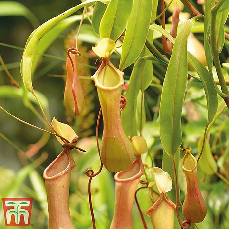 Nepenthes Alata - Image 4