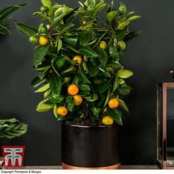 Calamondin Orange - Citrus